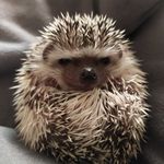 🦔Африканский ёжик Кокоша🦔 - Instagram Profile Picture of 🦔Африканский ёжик Кокоша🦔 (@ezhik_kosha) on Instagram