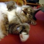 Profile Picture of Karl Kotas (@y2karl) on Instagram