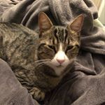 Profile Picture of Badger Gabriel Jason Alexander (@badgerthecat5) on Instagram