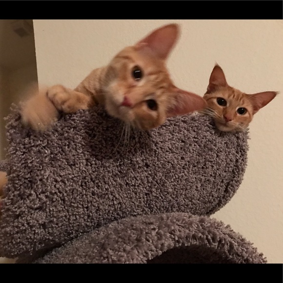 Profile Picture of Susan Jarratt (@jarratthead) on Poshmark