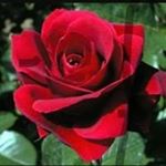 Profile Picture of Rosa Melchor (@melchor.rosa) on Instagram
