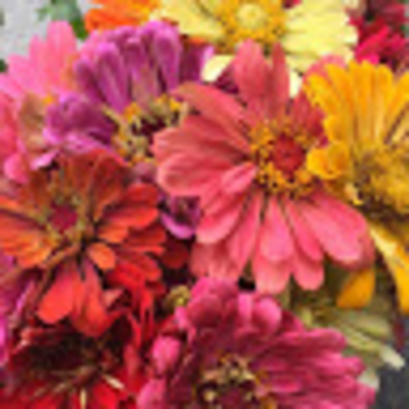 Profile Picture of Josephine Proctor (@josephine605) on Poshmark