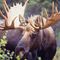 Profile Picture of Steven Moose (@steven.moose.96) on Facebook