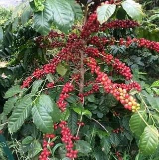 Jose Tadeo - Facebook Profile Picture of Jose Tadeo (@jose.tadeo.1023611) on Facebook