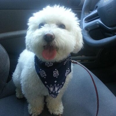 Profile Picture of Russell Goldstein (@Russifer1440) on Twitter