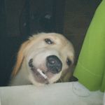 Profile Picture of Tyler 🐾 (@tylerthegoldy) on Instagram