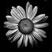 Profile Picture of Sariah Cook (@sariahcook) on Pinterest