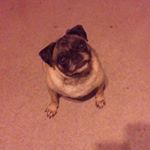Profile Picture of Starr Perry (@starr_the_pug) on Instagram