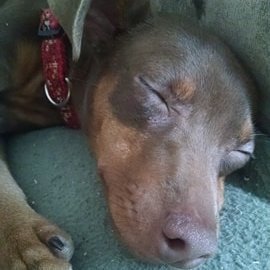 Profile Picture of Robert K Knisely Sr (@pappabear1971) on Myspace