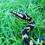 Profile Picture of Bree Carroll (@bree.carroll.102) on Instagram