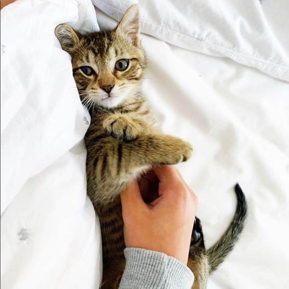 Plum Sonnenfeld - Poshmark Profile Picture of Plum Sonnenfeld (@sonnenfeldplum2) on Poshmark