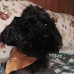 John Harmon - Instagram Profile Picture of John Harmon (@john_d_harmon) on Instagram