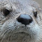 Profile Picture of Robert Kröner (@otternase11) on Instagram