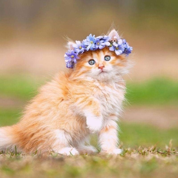 Profile Picture of Azza Gardner (@gardner_azza) on Poshmark