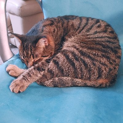 Profile Picture of Crystal Yoon (@LiteraIBird) on Twitter