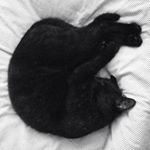 Profile Picture of 🐱NIGEL.HOPE🐱 (@nigel_cat) on Instagram