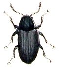 Profile Picture of Limnius volckmarion Wikipedia