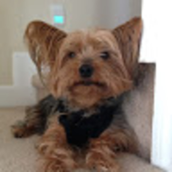 Profile Picture of Peyton Martin (@iflip4yorkies) on Poshmark