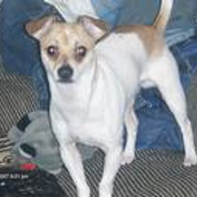 Profile Picture of Joseph Fucci (@J_Fucci) on Twitter