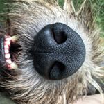 Profile Picture of Cronan And Garvan (@ashford_wolfhounds) on Instagram