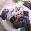 Profile Picture of Mike Cowley (@teddythepugg) on Tiktok
