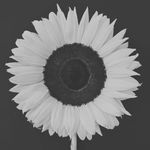 Profile Picture of Megan Bover (@megan_dawn94) on Instagram
