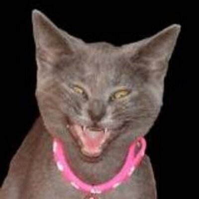 Profile Picture of Jerica  Schultz (@trisha_hvhart) on Twitter