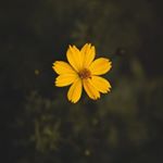 Profile Picture of Mackenzie Harder (@kenzieharder5081) on Instagram