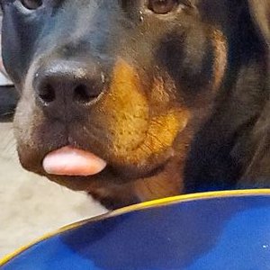 Profile Picture of Roger (@ken_briere) on Twitter