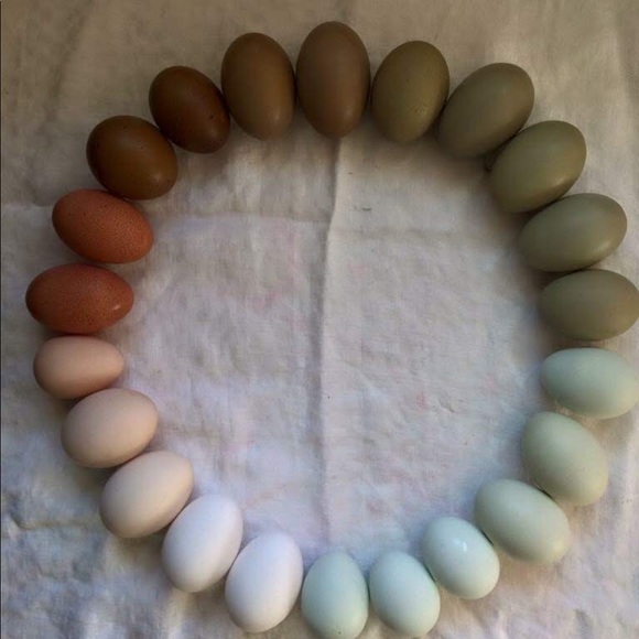 Profile Picture of Elizabeth Pelmear (@epelmear) on Poshmark