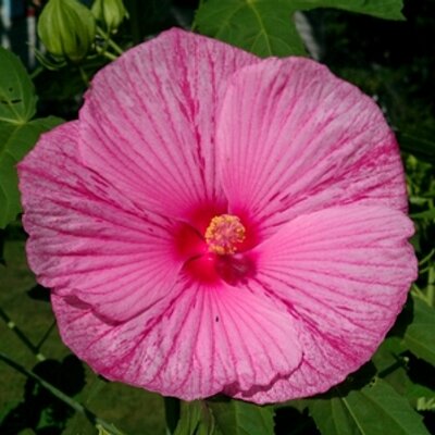 Profile Picture of Alexis Barber (@@LEX_950) on Twitter