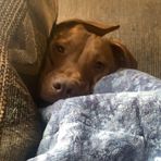 Profile Picture of Sonja SitzerLibawski (@sonja.libawski.5) on Facebook