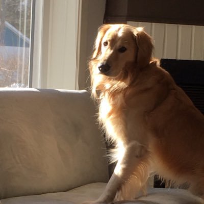 Profile Picture of Dan Diggins (@diggins_dan) on Twitter
