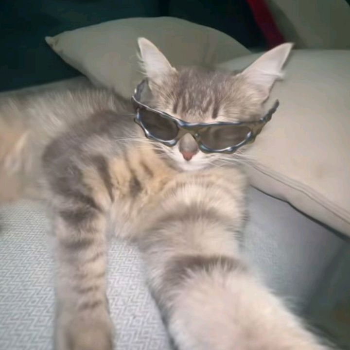 Profile Picture of 🐢🐣🐍Abi🐍🐣🐢 (@claudethescobar3) on Tiktok