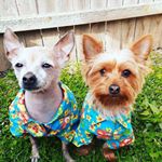 Profile Picture of puppie_lover❤️ (@cassandramartinez296) on Instagram