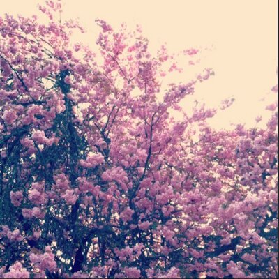 Profile Picture of Joy Hohn (@Imjustajoy21) on Twitter