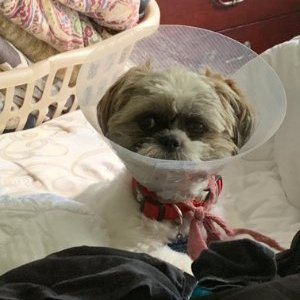 Profile Picture of Scott Rickenbacker (@ScottRickenbac2) on Twitter