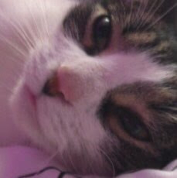 Profile Picture of Kayden Woulfe (@kaydenwoulfe) on Poshmark