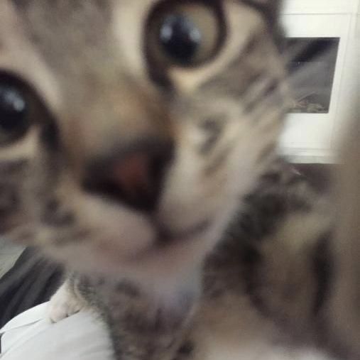 Profile Picture of varnado (@alxndcvrnd0) on Tiktok