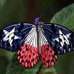 Profile Picture of Maxine Watts Foust (@maxine.foust) on Instagram