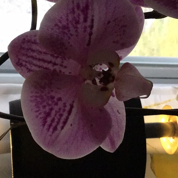 Profile Picture of Myron Foxworth (@foxworthmyron) on Poshmark