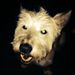 Profile Picture of Mark Herbert (@luke1966) on Pinterest