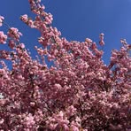 Profile Picture of Carole Shulack (@carole.shulack) on Facebook