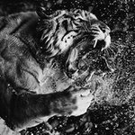 Profile Picture of Filippo Consiglio (@filippoconsiglio) on Instagram