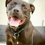 Profile Picture of Downtown Dog Rescue (@downtowndogrescue) on Instagram