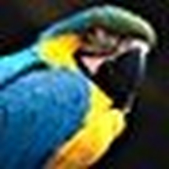 Profile Picture of Elizabeth Kurata (@liz6604) on Poshmark