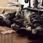 Profile Picture of Clara da Silva Baroni (@tom_zinho) on Instagram