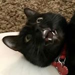 Profile Picture of Sora and Toby (@the_goodest_cat) on Instagram