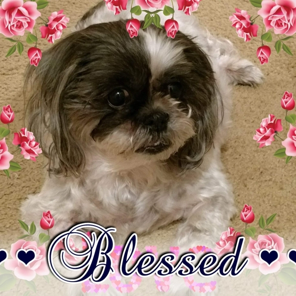 Profile Picture of Carmelita Hennicke (@carmegia) on Poshmark