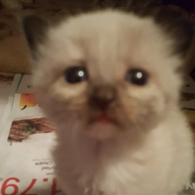 Profile Picture of BriannaGore (@BriannaGore2) on Twitter